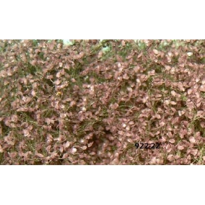 FOLIAJE HAYA ROJA VERANO