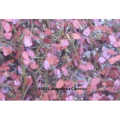 FOLIAJE HAYA ROJA 1/45+