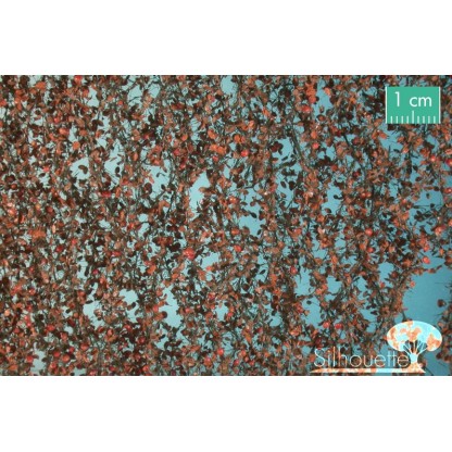 Foliaje Manzano final otoño 27x16.5 ctms.