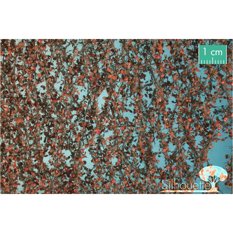 Foliaje Manzano final otoño 27x16.5 ctms.