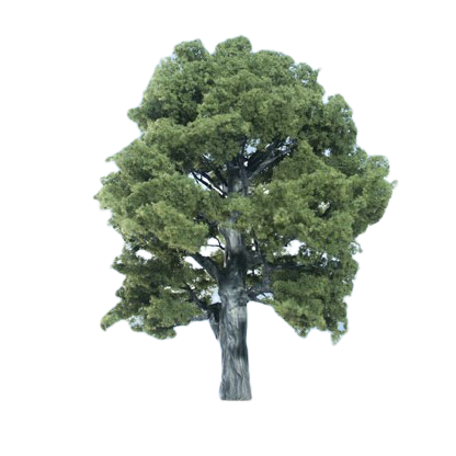 ÁRBOLES MEDIANOS SURTIDOS BACHMANN