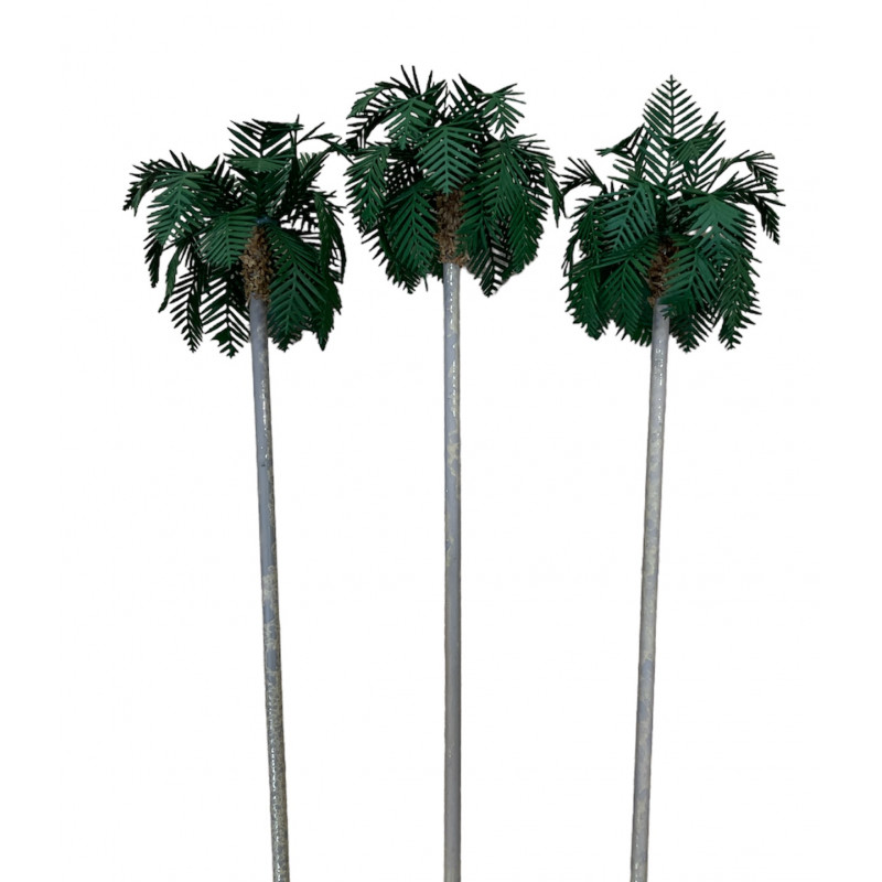 Palmera Washingtonia de 90 m/m de altura