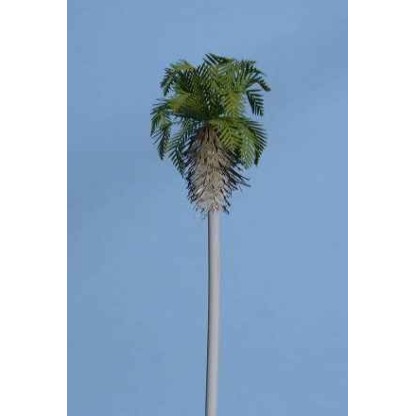 Palmera Washingtonia de 50 m/m de altura (10 palmeras) 2