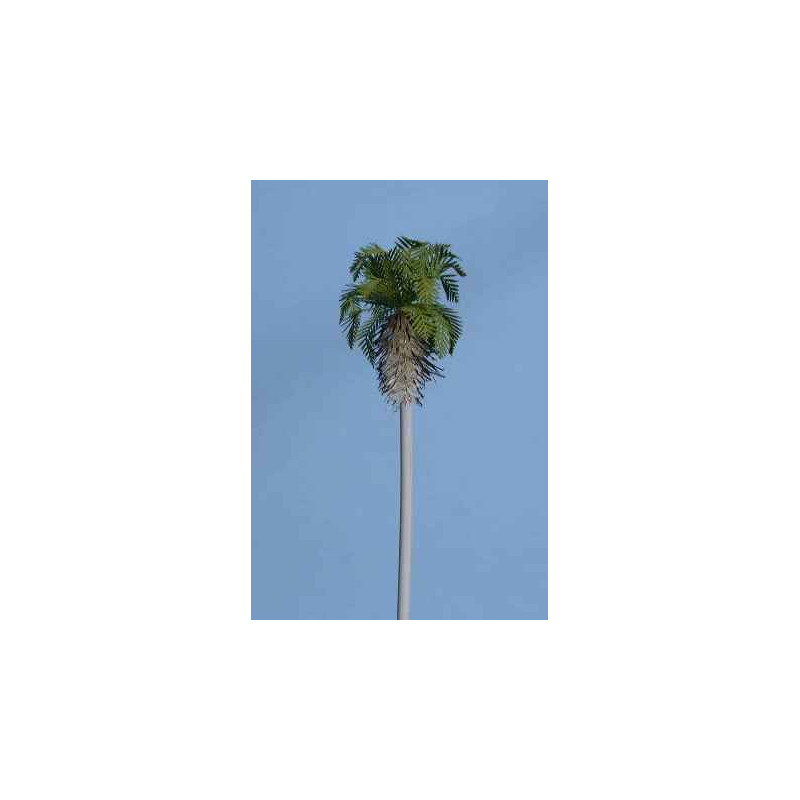 Palmera Washingtonia de 50 m/m de altura (10 palmeras)