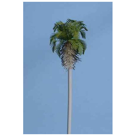 Palmera Washingtonia de 50 m/m de altura (10 palmeras)