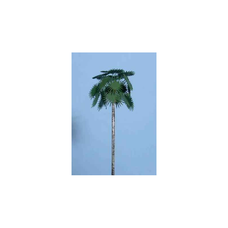 Palmera Palmira de 60 m/m de altura
