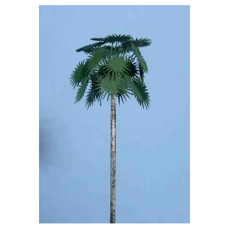 Palmera Palmira de 60 m/m de altura