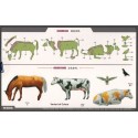 Livestock Set Volume 2 1/35